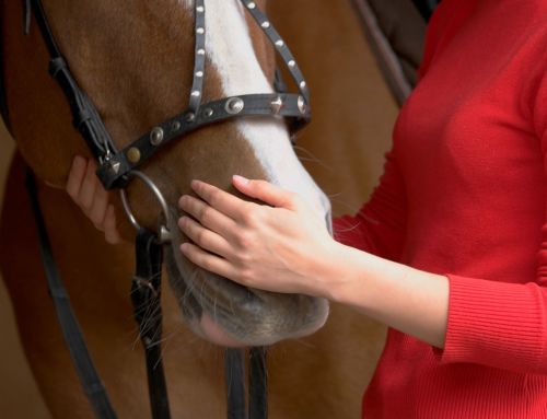Can Equine Therapy Help with Cocaine Abuse?